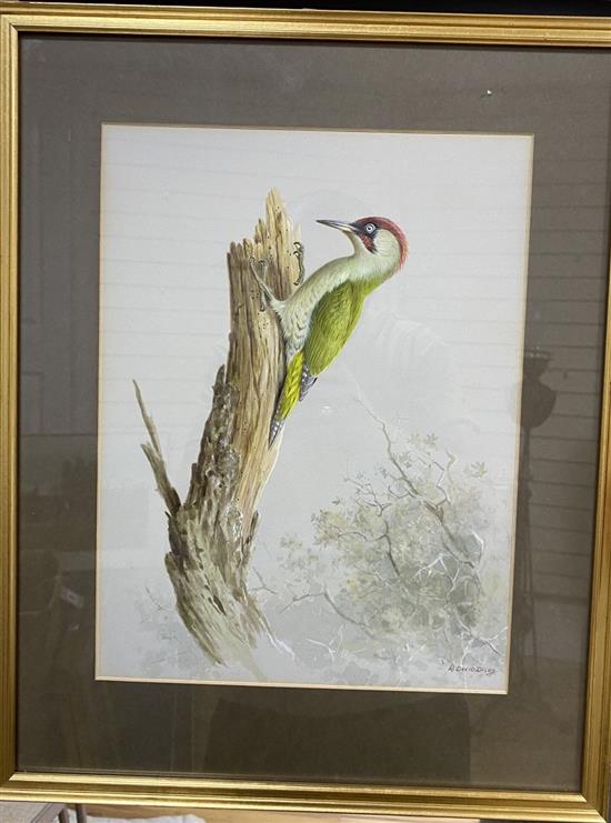 Ron David Digby (b.1936), gouache on paper, Green Woodpecker, signed, 33 x 24cm